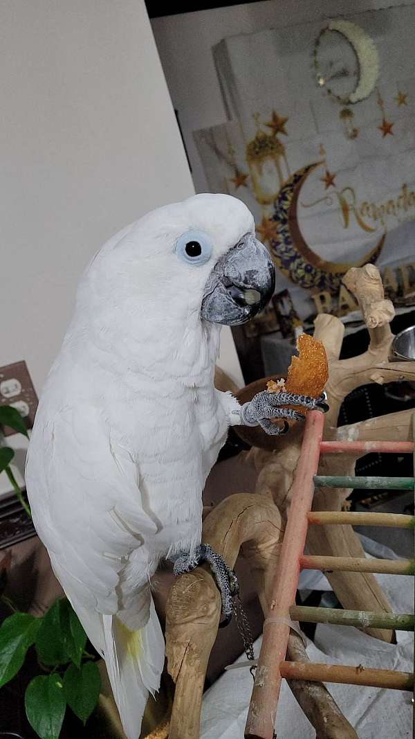 exotic-bird-for-sale
