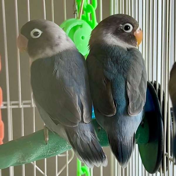 black-blue-playful-bird-for-sale