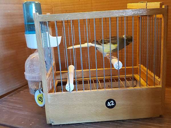 spanish-timbrado-canary-bird-adoption