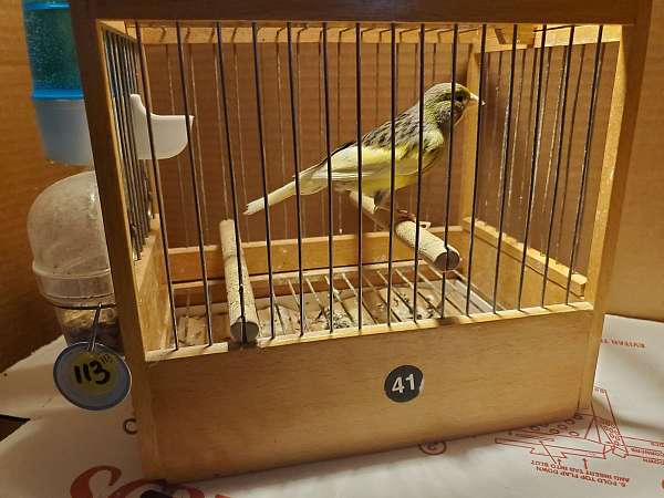 bird-adoption-in-fort-washington-pa