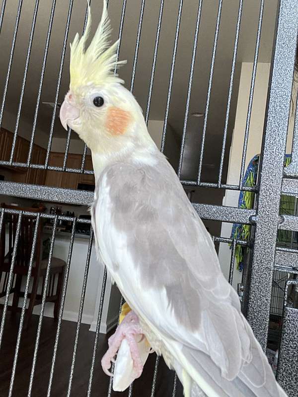 cockatiel-for-sale