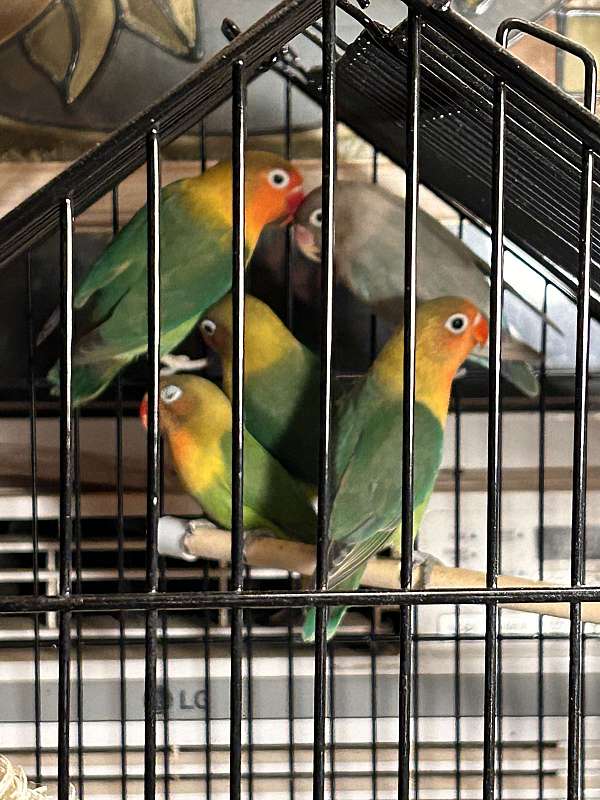 fischers-lovebird-for-sale