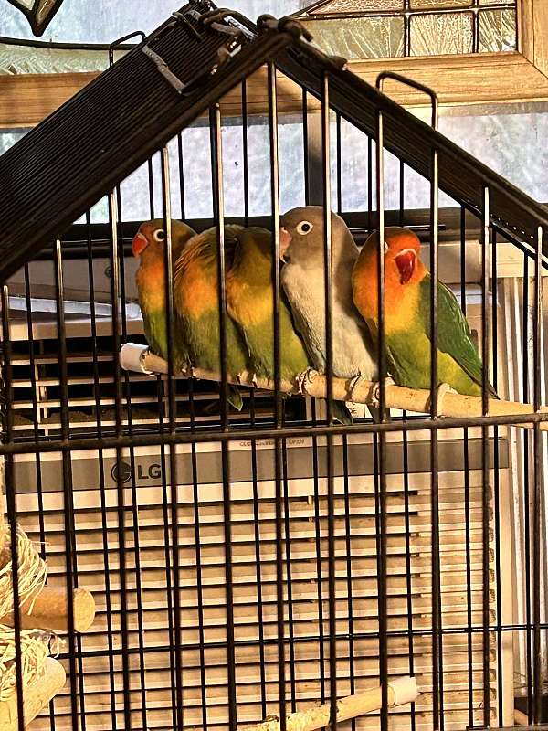 fischers-lovebird-for-sale-in-ellijay-ga