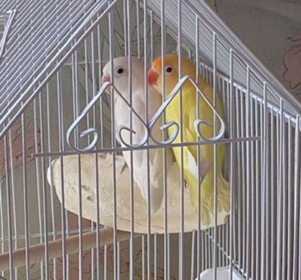 lovebird-for-sale-in-knoxville-tn