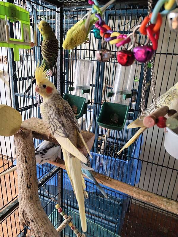 cockatoo-for-sale-in-hyattsville-md