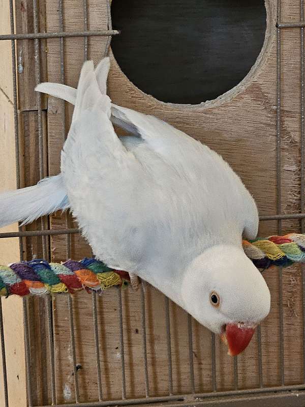 ringneck-parakeet-for-sale-in-granger-in