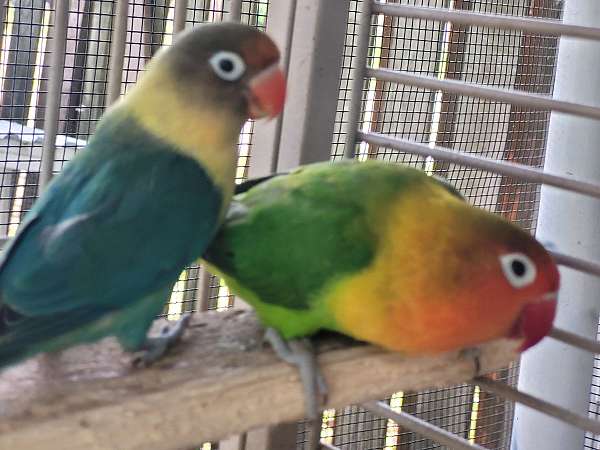 bonded-pair-bird-for-sale-in-tallahassee-fl