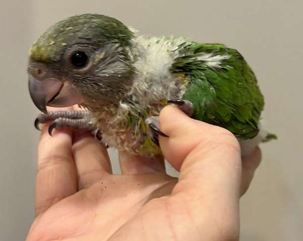 senegal-poicephalus-parrots-for-sale-in-gainesville-va
