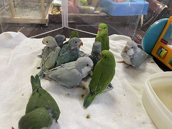quaker-parrots-for-sale-in-prescott-valley-az