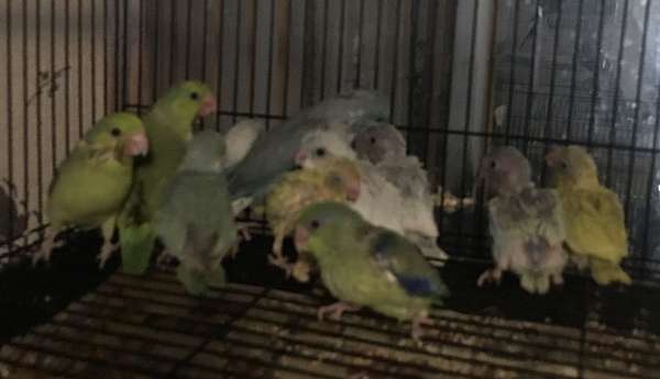 Handfeed Parrotlets