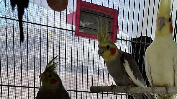grey-yellow-bird-for-sale-in-whittier-ca