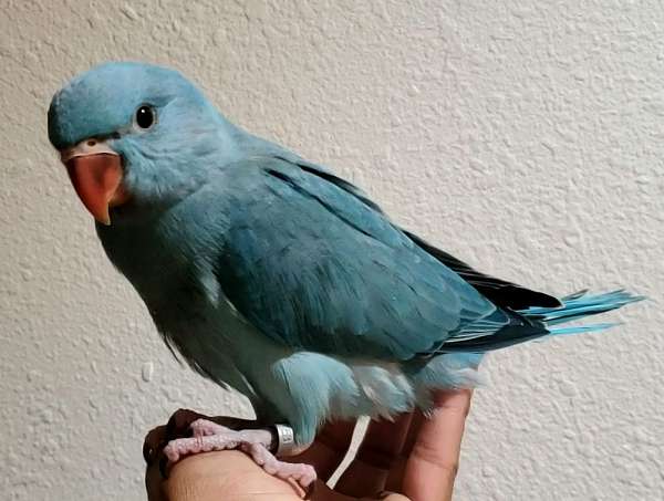 exotic-pet-bird-for-sale-in-dade-city-fl