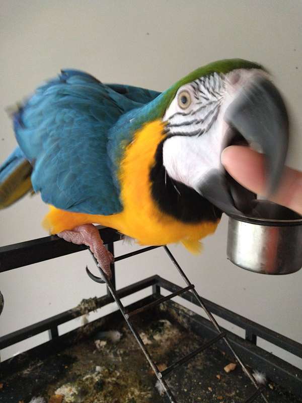 macaw-for-sale-in-terrell-tx