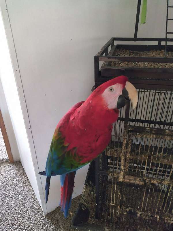 gold-red-bird-for-sale-in-terrell-tx