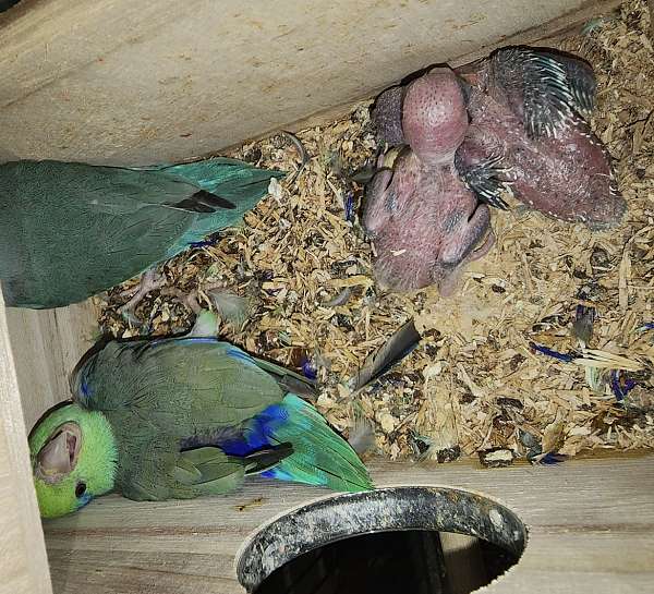 parrotlet-for-sale-in-north-lauderdale-fl