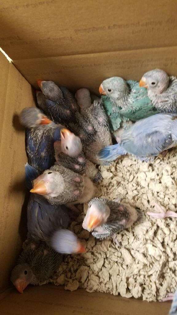 ringneck-parakeet-for-sale-in-hutto-tx