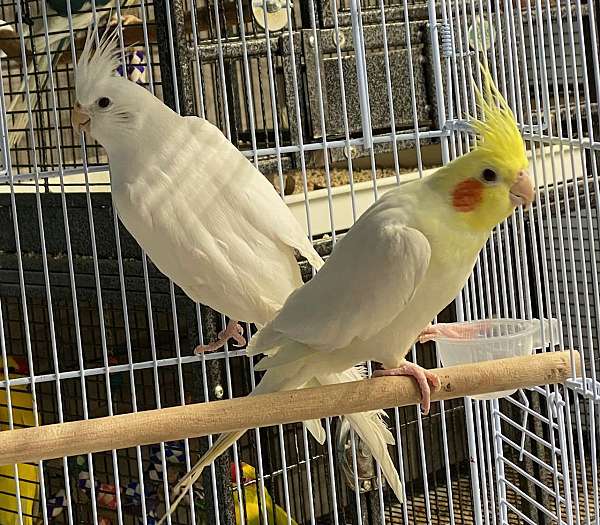 albino-lutino-bonded-pair-bird-for-sale