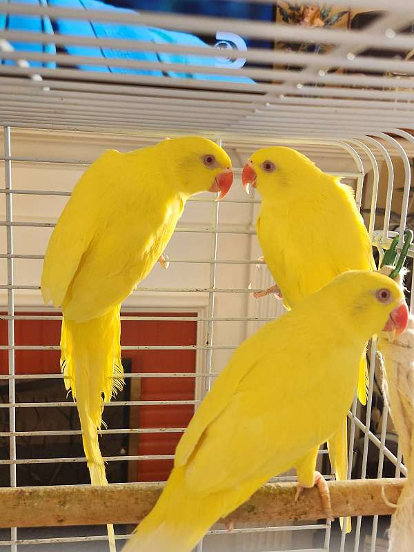 ringneck-parakeet-for-sale-in-long-beach-ca