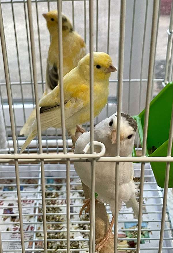 white-yellow-bird-for-sale-in-frederick-md