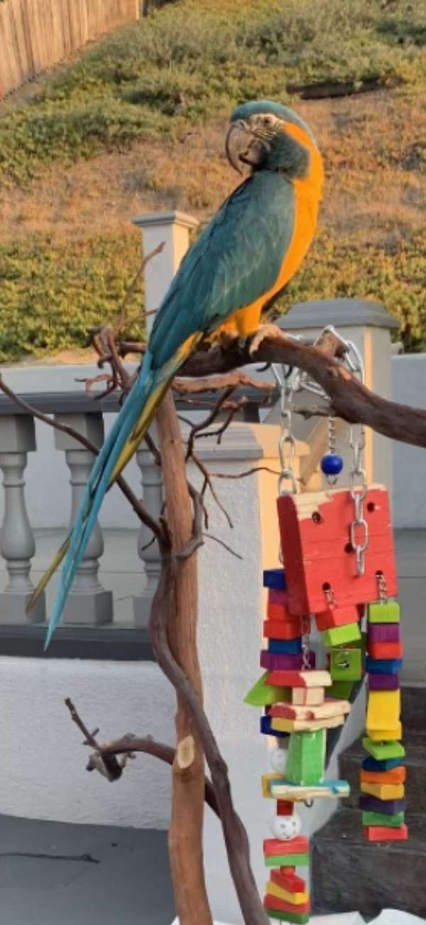 blue-throat-macaw-for-sale-in-chula-vista-ca