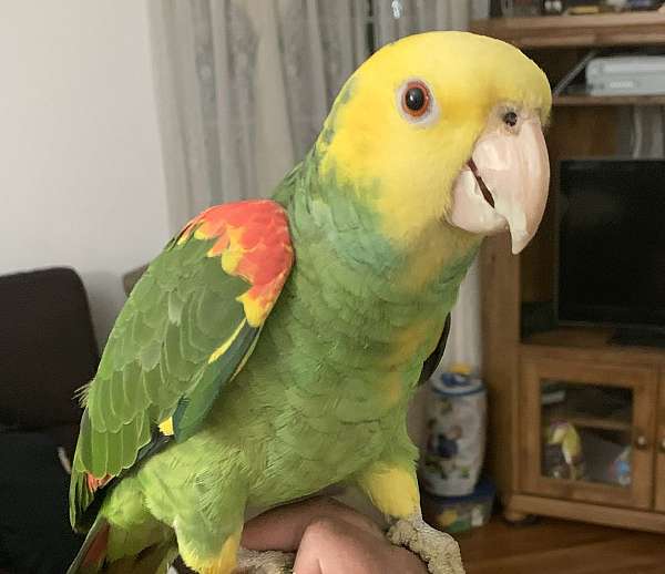 double-yellow-head-amazon-parrot-for-sale-in-chula-vista-ca