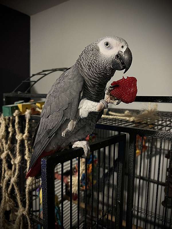 african-grey-parrot-for-sale-in-harrisburg-pa