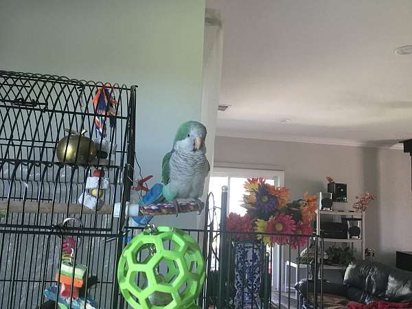 quaker-parrots-for-sale-in-statesville-nc
