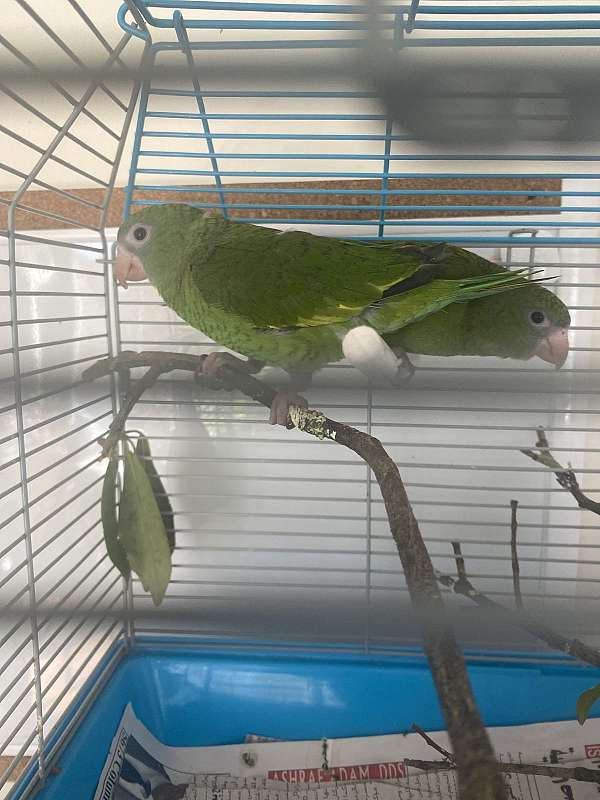 pacific-parrotlet-for-sale-in-arlington-va