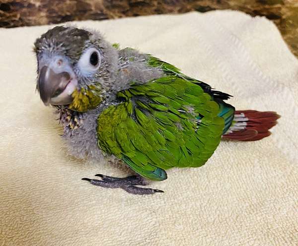 conure-green-cheek-conure-for-sale-in-north-hollywood-ca