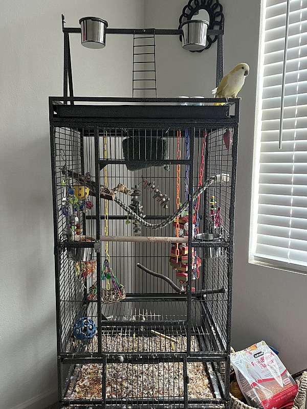 quaker-parrots-for-sale-in-savoy-tx
