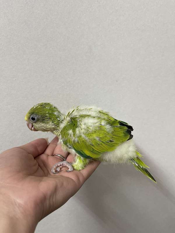 quaker-parrots-for-sale