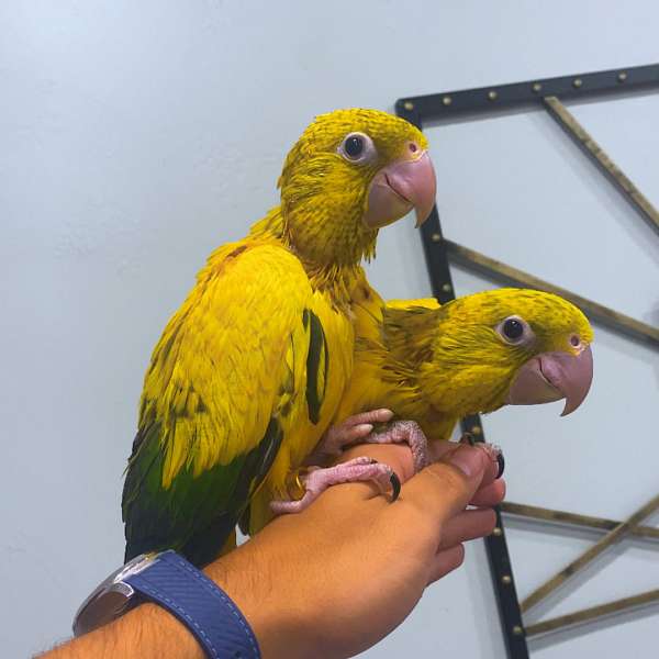 grey-golden-conure-for-sale