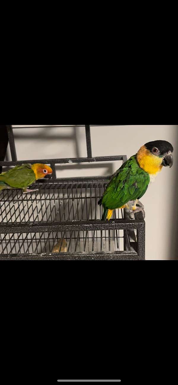 jenday-conure-for-sale-in-new-york