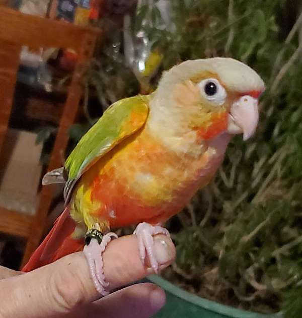 conure-for-sale-in-cynthiana-ky