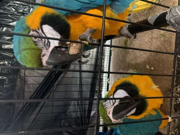 macaw-for-sale-in-clarksburg-md