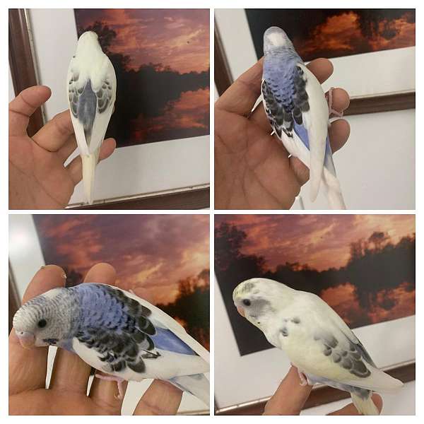 Parakeet babies handfed tame and weaned