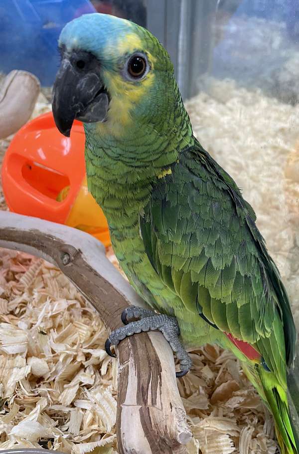 blue-front-amazon-parrot-for-sale-in-st-petersburg-fl