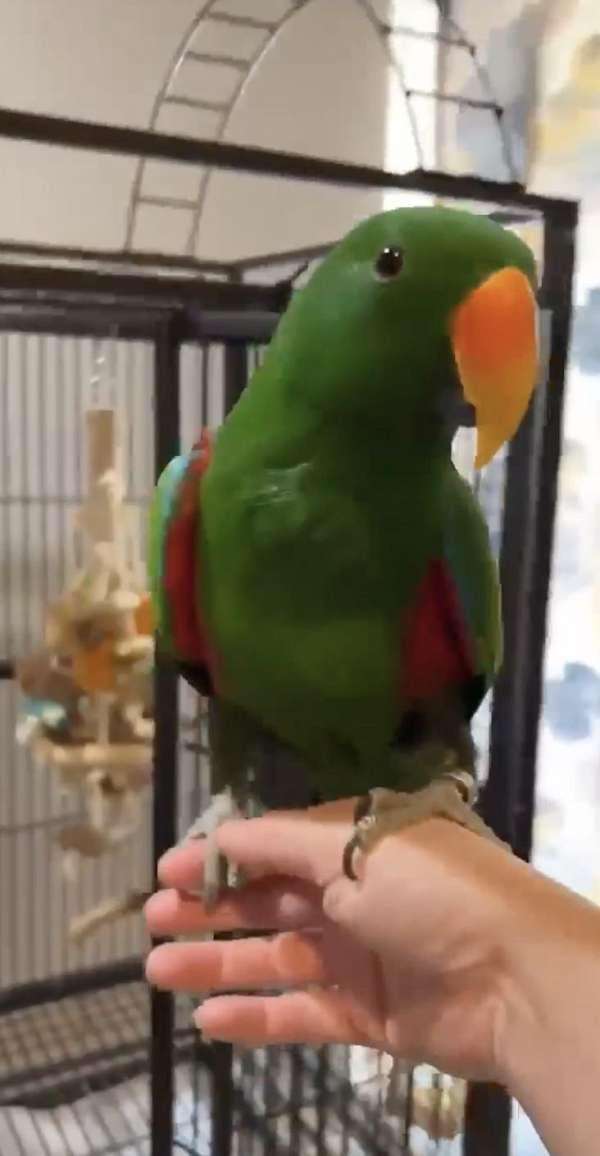 red-sided-eclectus-parrots-for-sale-in-gainesville-va