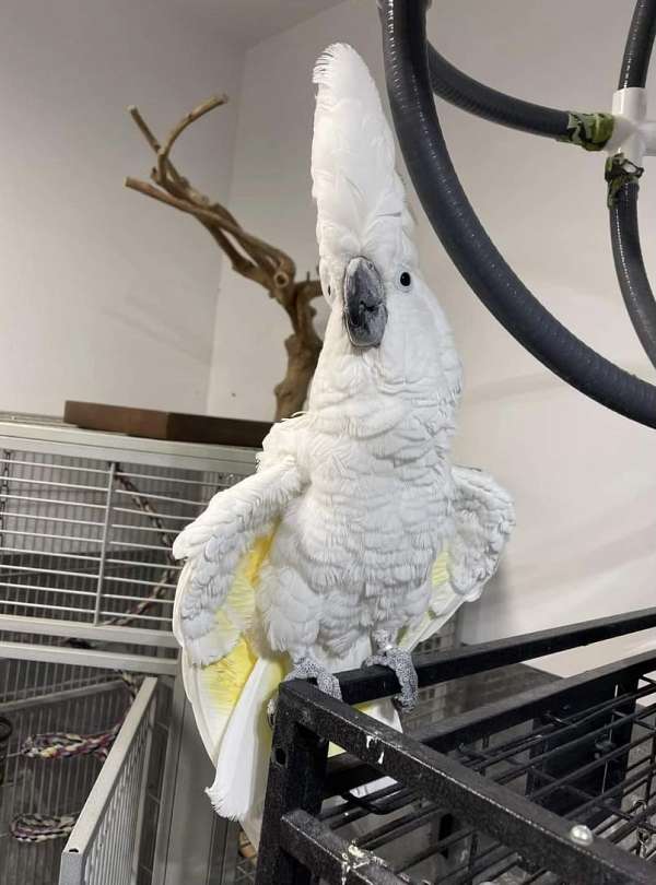 umbrella-cockatoo-for-sale-in-columbus-sc