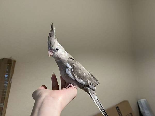 Tamed rare cockatiel baby
