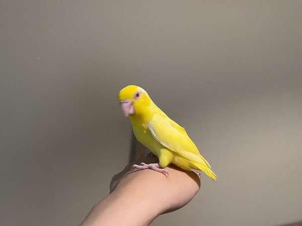 parrotlet-for-sale