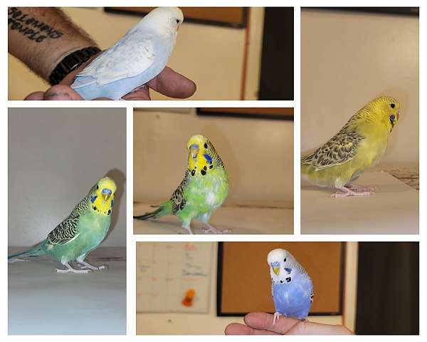budgerigar-parakeet-for-sale-in-savannah-ga