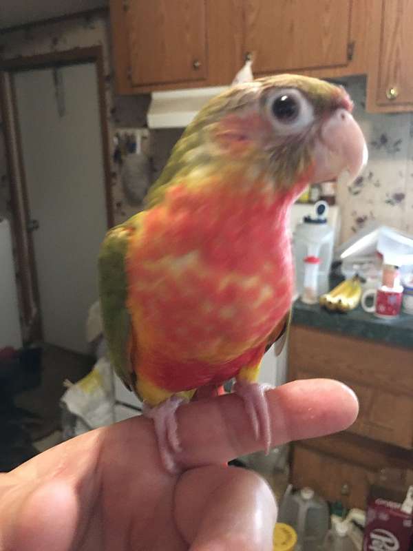 green-cheek-conure-for-sale