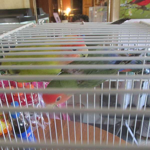 lovebird-for-sale