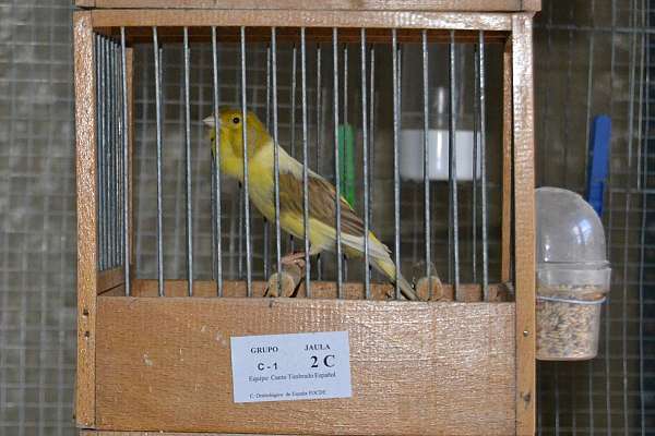 spanish-timbrado-canary-for-sale-in-louisville-ky