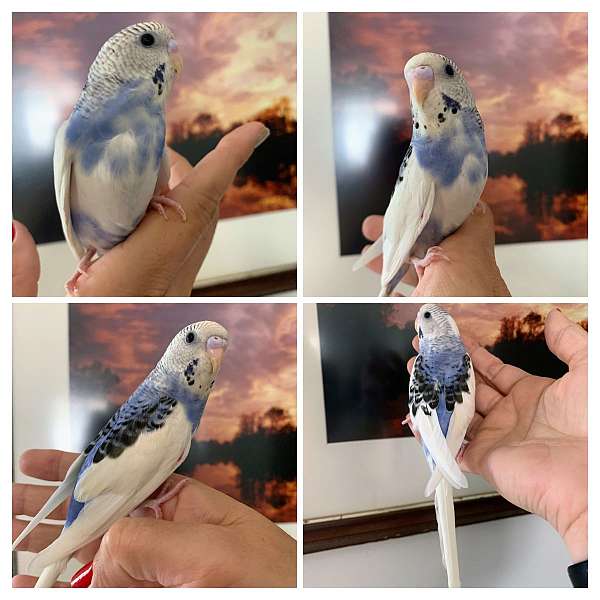 Parakeet babies handfed tame and weaned