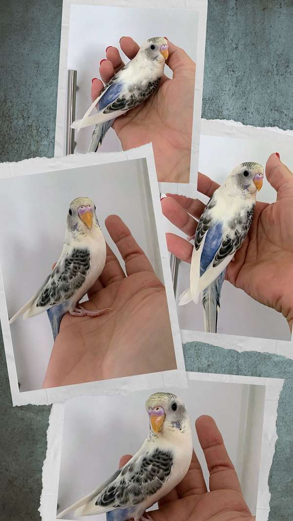 budgerigar-parakeet-for-sale