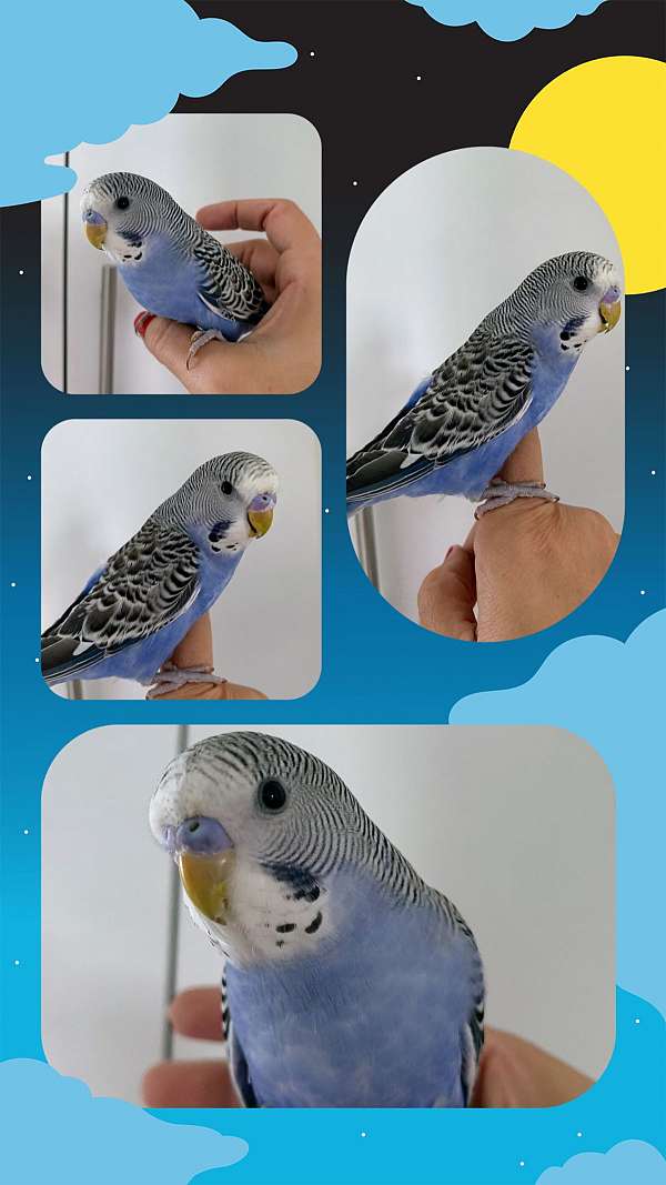 budgerigar-parakeet-for-sale