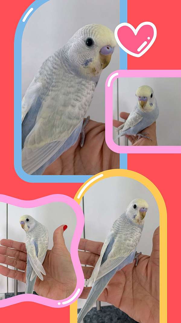 Parakeet babies handfed tame and weaned