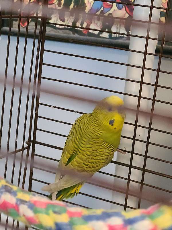 budgerigar-parakeet-for-sale-in-worcester-ma